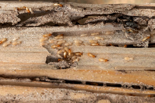 Bird Control in Fort Carson, CO